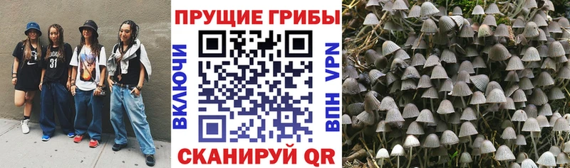 где купить наркоту  Гусев  Псилоцибиновые грибы Cubensis 